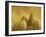 Horse Roundup, Ponderosa Ranch, Seneca, Oregon, USA-William Sutton-Framed Photographic Print