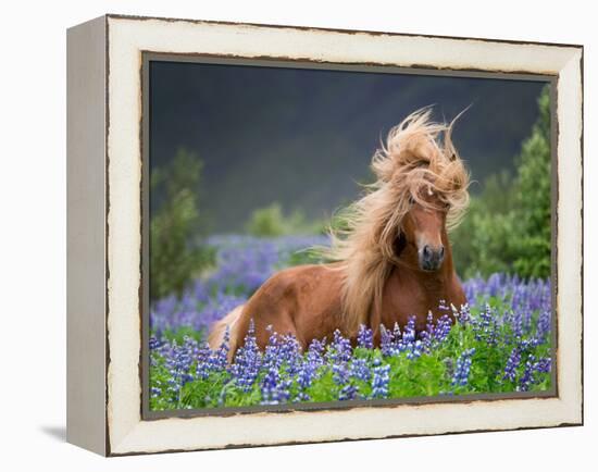 Horse Running by Lupines. Purebred Icelandic Horse in the Summertime with Blooming Lupines, Iceland-null-Framed Stretched Canvas