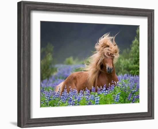 Horse Running by Lupines. Purebred Icelandic Horse in the Summertime with Blooming Lupines, Iceland-null-Framed Photographic Print