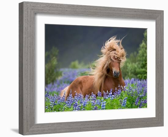 Horse Running by Lupines. Purebred Icelandic Horse in the Summertime with Blooming Lupines, Iceland-null-Framed Photographic Print