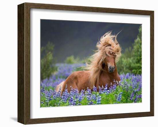 Horse Running by Lupines. Purebred Icelandic Horse in the Summertime with Blooming Lupines, Iceland-null-Framed Photographic Print