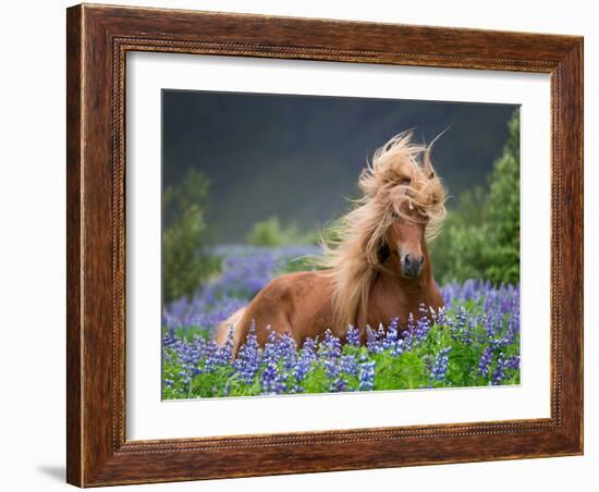 Horse Running by Lupines. Purebred Icelandic Horse in the Summertime with Blooming Lupines, Iceland-null-Framed Photographic Print