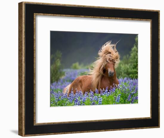 Horse Running by Lupines. Purebred Icelandic Horse in the Summertime with Blooming Lupines, Iceland-null-Framed Photographic Print