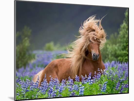 Horse Running by Lupines. Purebred Icelandic Horse in the Summertime with Blooming Lupines, Iceland-null-Mounted Photographic Print