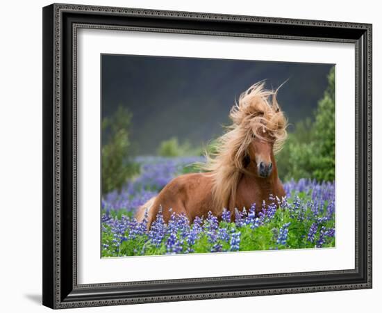 Horse Running by Lupines. Purebred Icelandic Horse in the Summertime with Blooming Lupines, Iceland-null-Framed Photographic Print