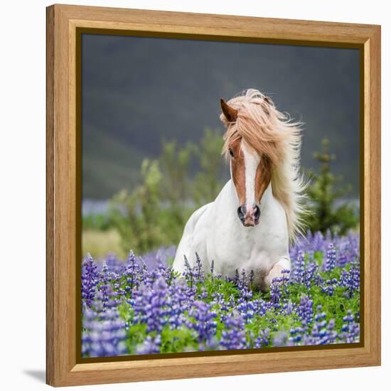 Horse Running by Lupines. Purebred Icelandic Horse in the Summertime with Blooming Lupines, Iceland-null-Framed Stretched Canvas