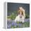 Horse Running by Lupines. Purebred Icelandic Horse in the Summertime with Blooming Lupines, Iceland-null-Framed Stretched Canvas