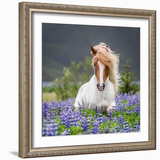 Horse Running by Lupines. Purebred Icelandic Horse in the Summertime with Blooming Lupines, Iceland-null-Framed Photographic Print