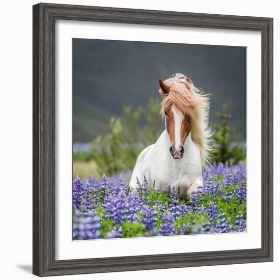 Horse Running by Lupines. Purebred Icelandic Horse in the Summertime with Blooming Lupines, Iceland-null-Framed Photographic Print