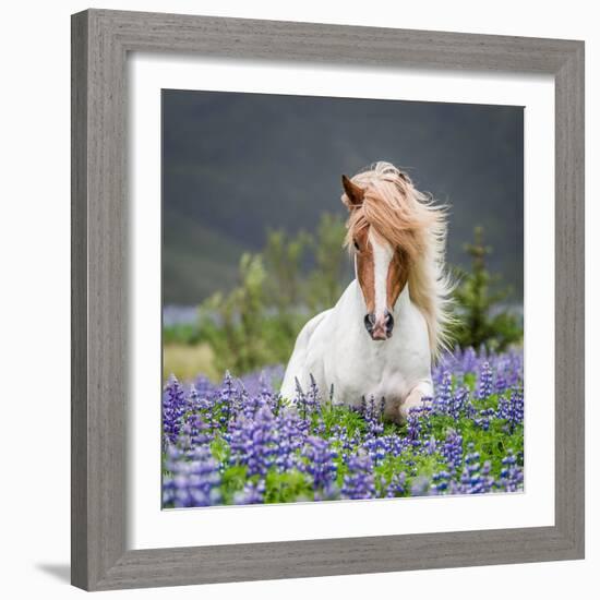 Horse Running by Lupines. Purebred Icelandic Horse in the Summertime with Blooming Lupines, Iceland-null-Framed Photographic Print