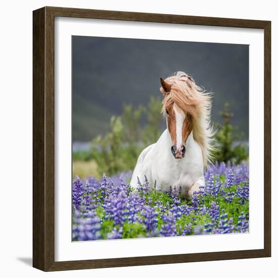 Horse Running by Lupines. Purebred Icelandic Horse in the Summertime with Blooming Lupines, Iceland-null-Framed Photographic Print