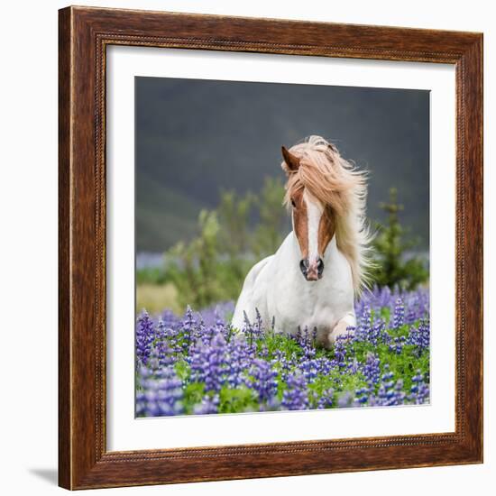 Horse Running by Lupines. Purebred Icelandic Horse in the Summertime with Blooming Lupines, Iceland--Framed Photographic Print