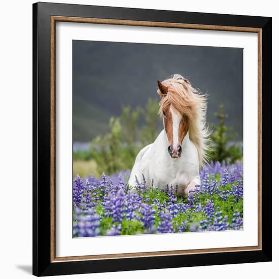 Horse Running by Lupines. Purebred Icelandic Horse in the Summertime with Blooming Lupines, Iceland-null-Framed Photographic Print