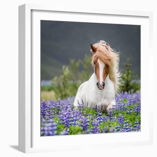 Horse Running by Lupines. Purebred Icelandic Horse in the Summertime with Blooming Lupines, Iceland--Framed Photographic Print