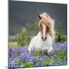 Horse Running by Lupines. Purebred Icelandic Horse in the Summertime with Blooming Lupines, Iceland-null-Mounted Photographic Print