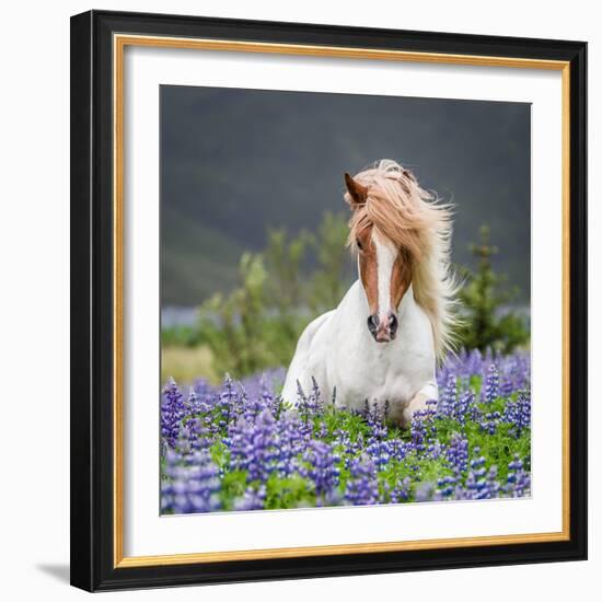 Horse Running by Lupines. Purebred Icelandic Horse in the Summertime with Blooming Lupines, Iceland-null-Framed Photographic Print