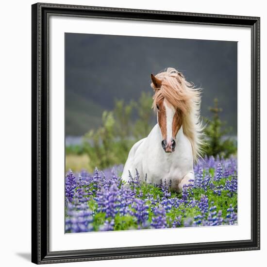 Horse Running by Lupines. Purebred Icelandic Horse in the Summertime with Blooming Lupines, Iceland-null-Framed Giclee Print