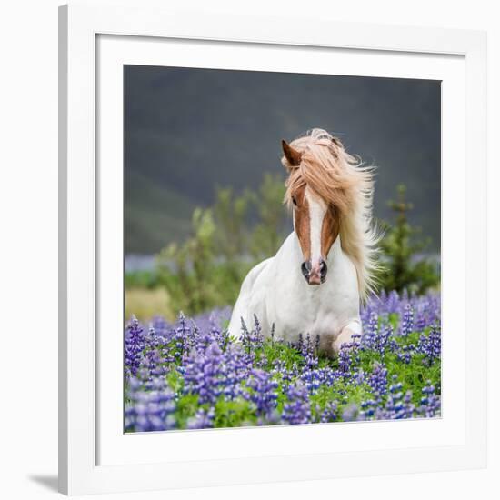 Horse Running by Lupines. Purebred Icelandic Horse in the Summertime with Blooming Lupines, Iceland-null-Framed Giclee Print