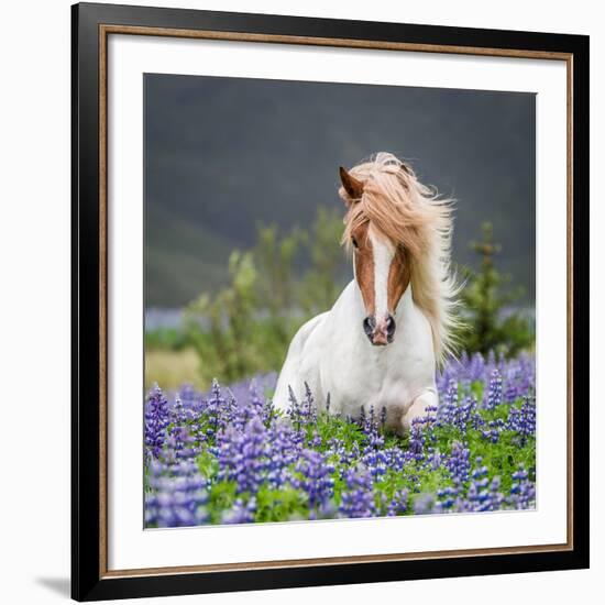 Horse Running by Lupines. Purebred Icelandic Horse in the Summertime with Blooming Lupines, Iceland-null-Framed Giclee Print