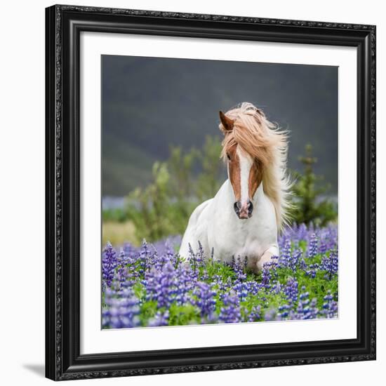 Horse Running by Lupines. Purebred Icelandic Horse in the Summertime with Blooming Lupines, Iceland-null-Framed Giclee Print