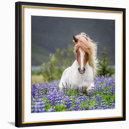 Horse Running by Lupines. Purebred Icelandic Horse in the Summertime with Blooming Lupines, Iceland-null-Framed Giclee Print