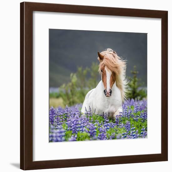 Horse Running by Lupines-Arctic-Images-Framed Photographic Print