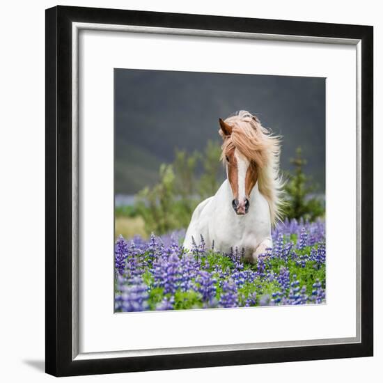 Horse Running by Lupines-Arctic-Images-Framed Photographic Print