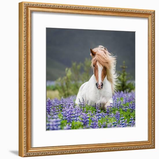 Horse Running by Lupines-Arctic-Images-Framed Photographic Print