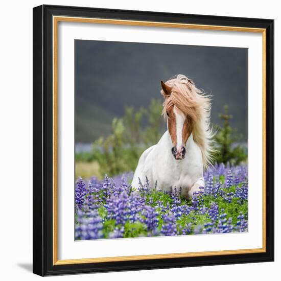 Horse Running by Lupines-Arctic-Images-Framed Photographic Print