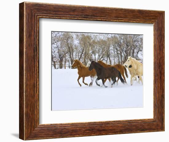 Horse Running, Shell, Wyoming, USA-Terry Eggers-Framed Photographic Print