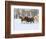 Horse Running, Shell, Wyoming, USA-Terry Eggers-Framed Photographic Print