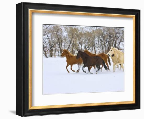 Horse Running, Shell, Wyoming, USA-Terry Eggers-Framed Photographic Print