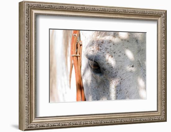 Horse’s Eye-Tom Artin-Framed Giclee Print