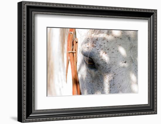 Horse’s Eye-Tom Artin-Framed Giclee Print