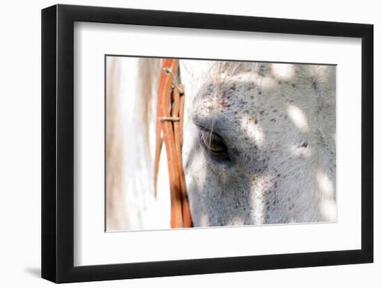 Horse’s Eye-Tom Artin-Framed Giclee Print