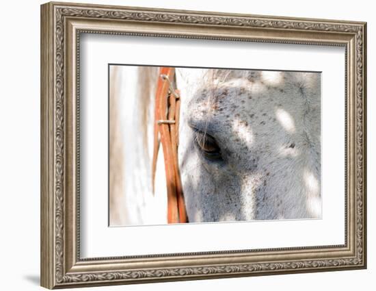 Horse’s Eye-Tom Artin-Framed Art Print