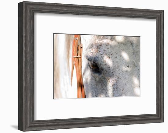 Horse’s Eye-Tom Artin-Framed Art Print