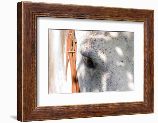 Horse’s Eye-Tom Artin-Framed Art Print