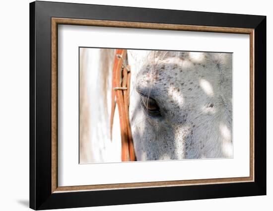 Horse’s Eye-Tom Artin-Framed Art Print