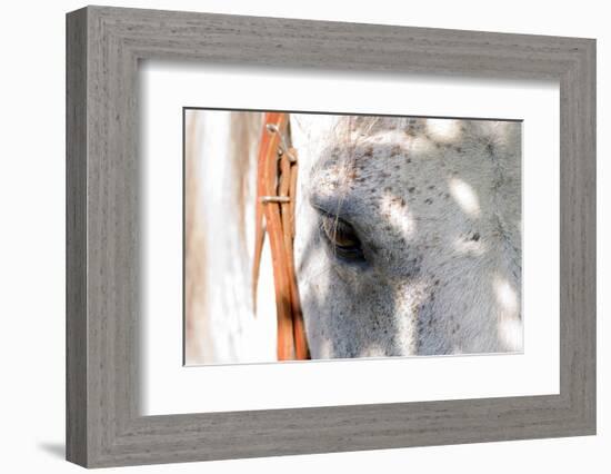 Horse’s Eye-Tom Artin-Framed Art Print