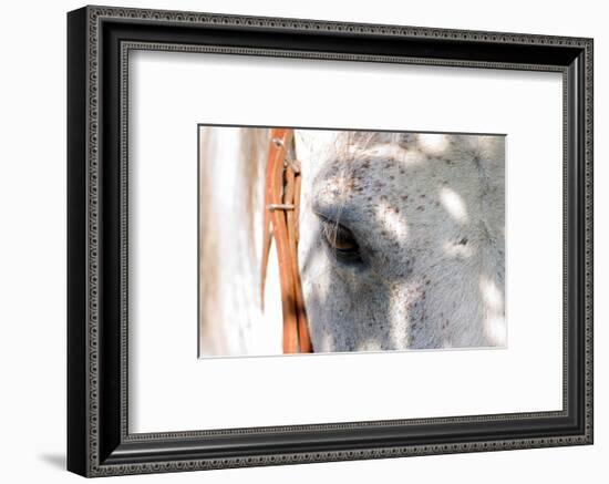 Horse’s Eye-Tom Artin-Framed Art Print