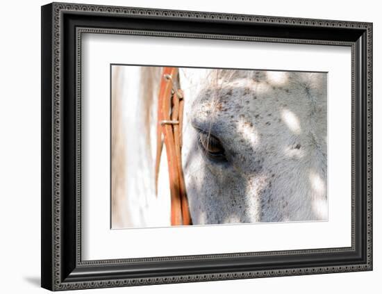 Horse’s Eye-Tom Artin-Framed Art Print