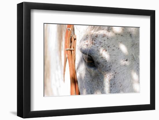 Horse’s Eye-Tom Artin-Framed Art Print
