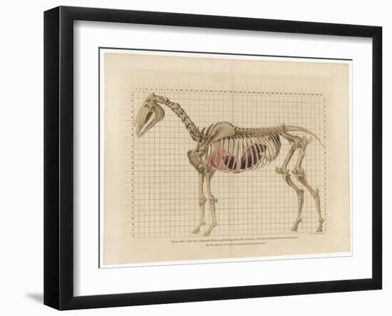 Horse Skeleton-null-Framed Art Print