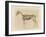 Horse Skeleton-null-Framed Art Print