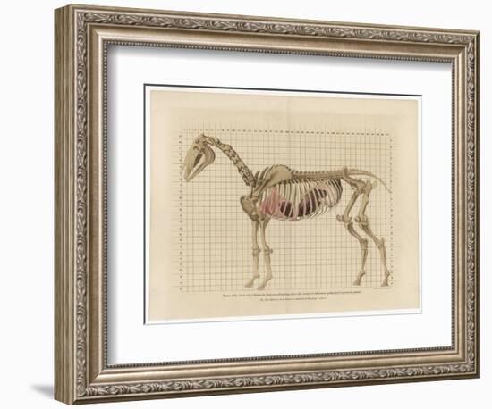 Horse Skeleton-null-Framed Premium Giclee Print