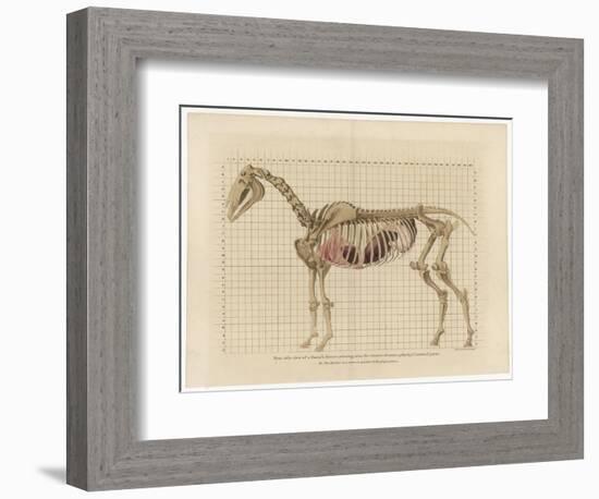 Horse Skeleton-null-Framed Premium Giclee Print