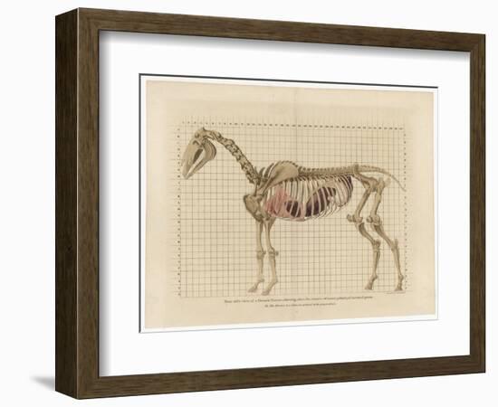 Horse Skeleton-null-Framed Premium Giclee Print