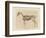 Horse Skeleton-null-Framed Premium Giclee Print