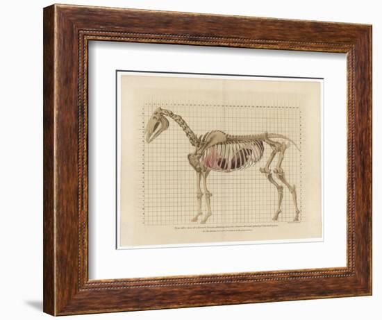 Horse Skeleton-null-Framed Premium Giclee Print